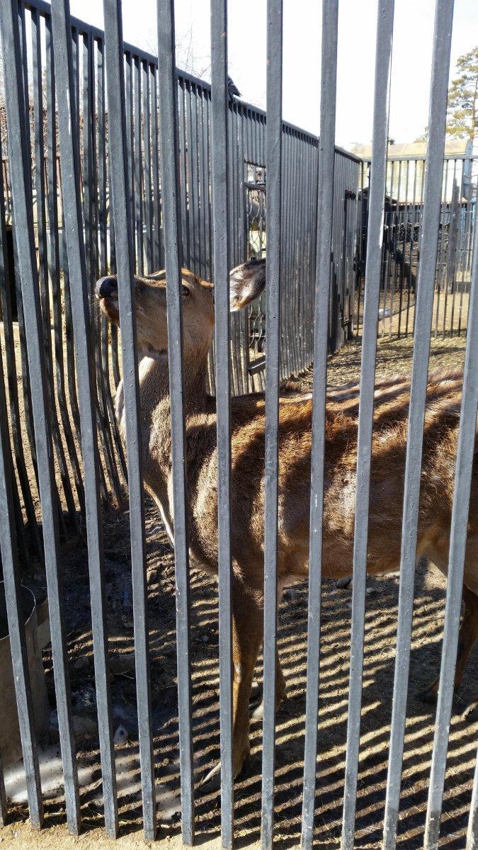 Читинский городской зоопарк Читинский городской зоопарк